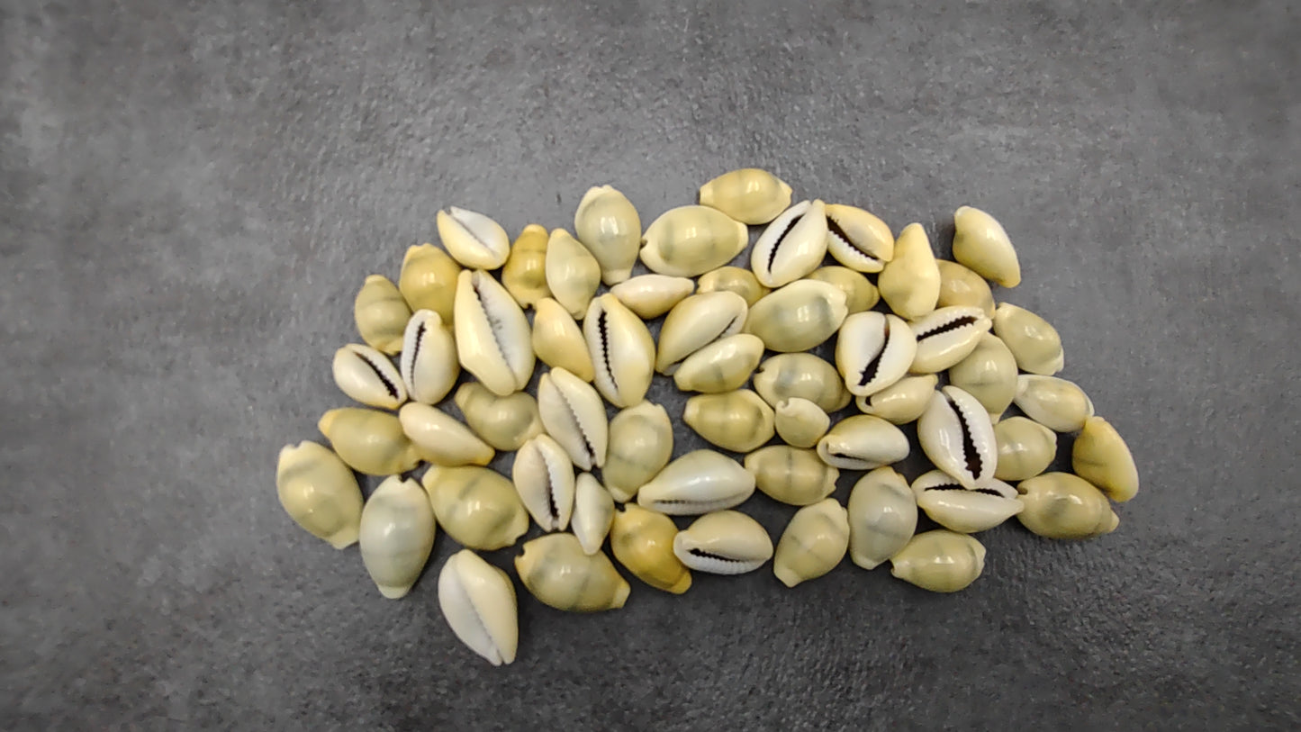 Money Cowrie Seashells Cypraea Moneta (approx. half cup 35+ shells 0.5+ inches) Money Cowrie Shells for any coastal crafting or jewelry!