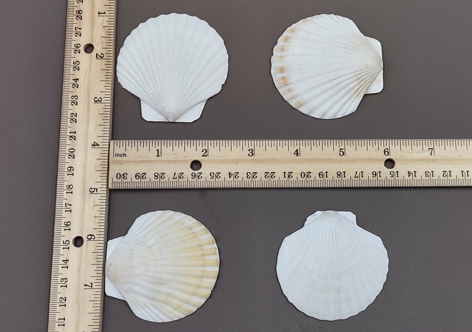 Small Scallop Baking Dish Seashells -  8 shells approx. 2-2.5 inches on dark background. Copyright 2022 SeaShellSupply.com.