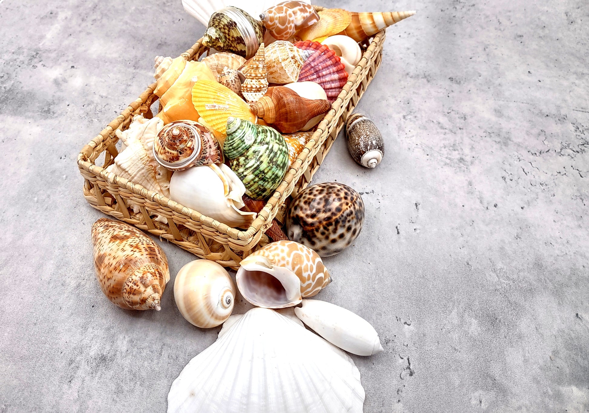 Large Seashell Assorted Ocean Mix - (approx. 1 Kilogram/2.2 lbs. 1-4 inches). Multiple different colored shells in a pile. Copyright 2024 SeaShellSupply.com.