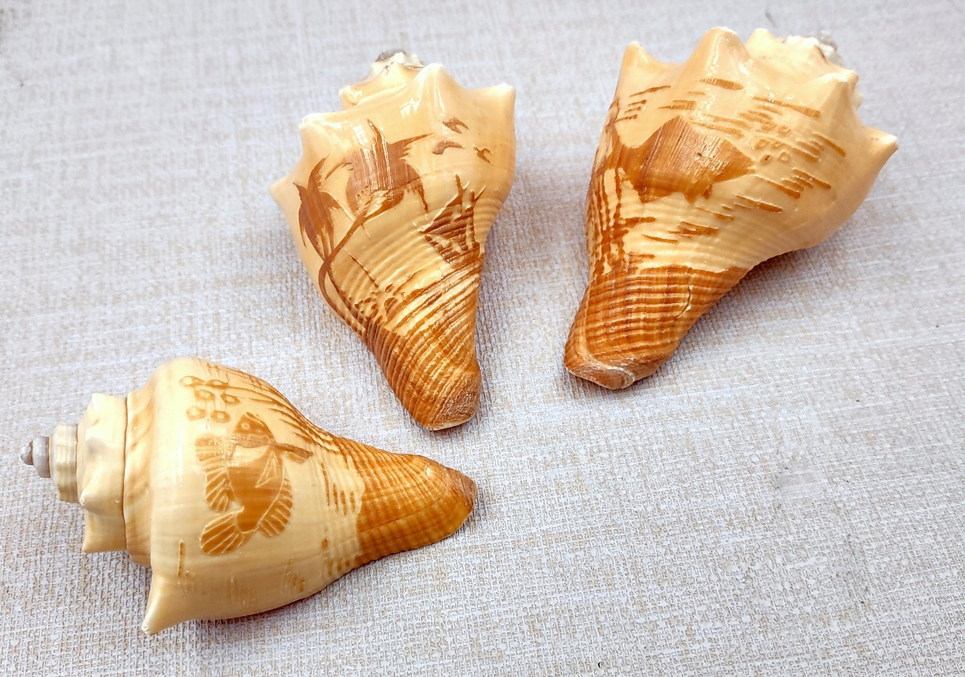 Carved Conch Seashell Decorative Set (3 shells approx. 3+ inches) Two fish and a sunset. Conch shell great for coastal crafting display & collecting! Tan shaded spiral shell. Copy right 2024 SeaShellSupply.com