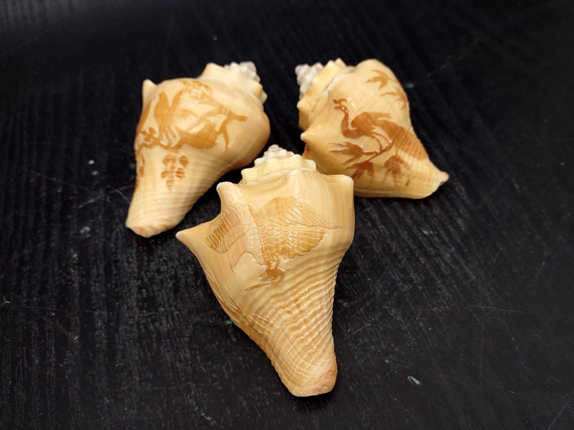 Image of Carved Conch Seashell Decorative Set Of Eagle Love Birds and Peacock (approx. 3+ in shell) Conch shell great for coastal crafting & gifting! Copyright 2024 SeashellMart.com