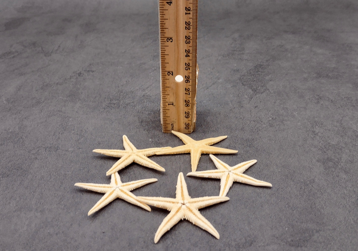 Philippine Spiny Starfish Marthasterias Glacialis (5 starfish approx. 2+ inches) Great for coastal crafting décor & collections!