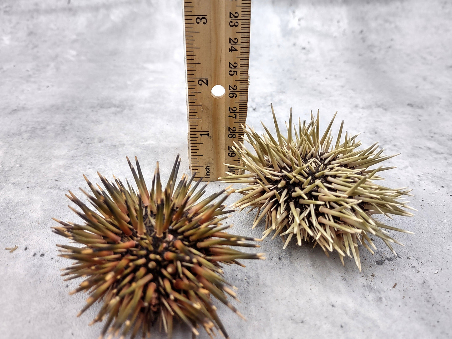 Burrowing Sea Urchin with Spines Echinometra Mathaei (2 urchins approx. 2.5+ inches) Natural Urchin Shell for display & collecting!