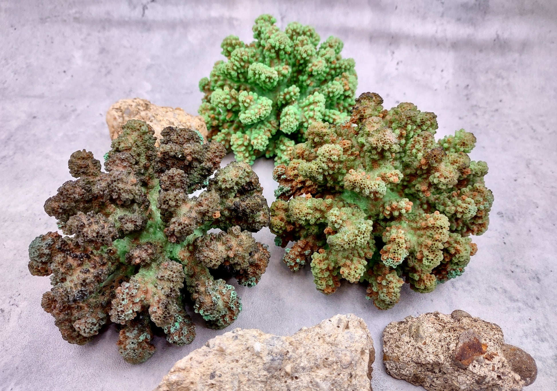 Green FAUX Cluster Coral - Pocillopora Elegans - 1 faux coral approx. 5Wx3Dx4T on light background Copyright 2024 SeaShellSupply.com.