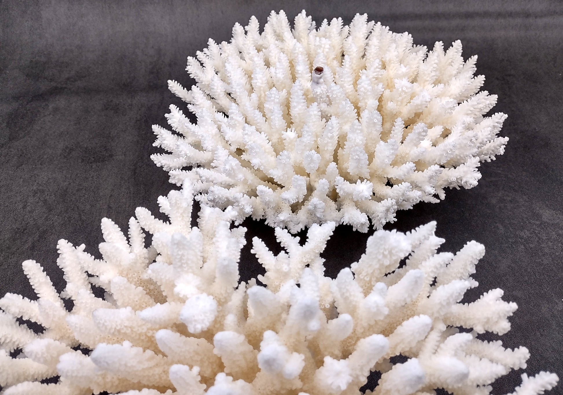 Photo of White Table Coral Large Cluster Acropora Latistella (1 coral approx. 9-11+ inches). Copyright 2024 SeashellSupply.com