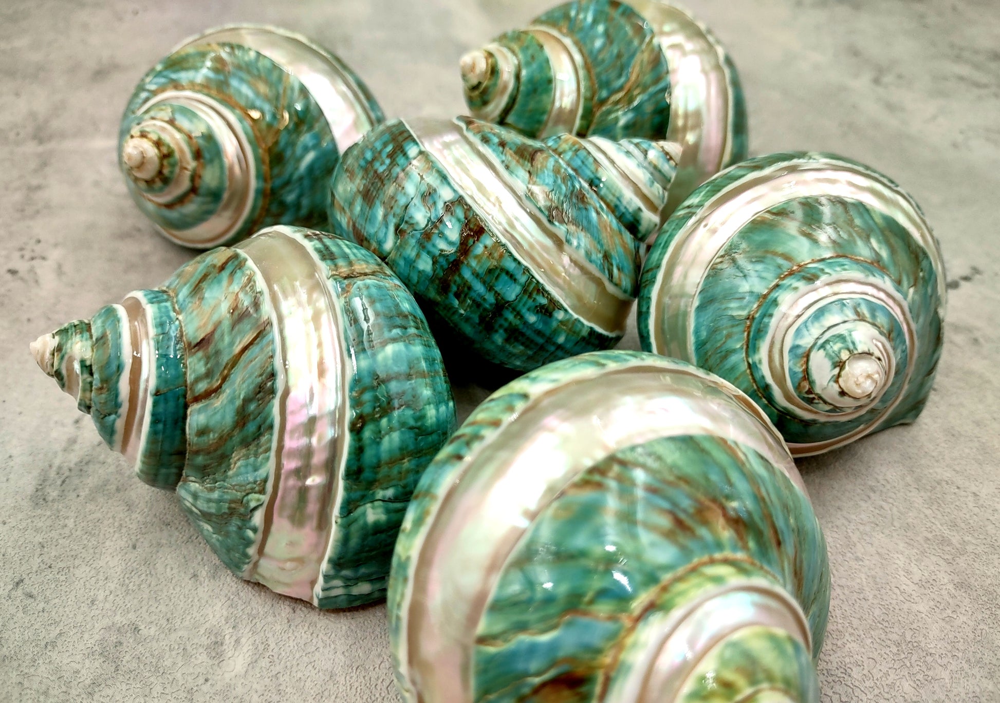 Polished Jade Turbo Shell w/Pearlized Stripe - Turbo Burgessi - (1 shell approx. 2.5-3 inches). Jade and green spiral ribbed shell with a cream band. Copyright 2024 SeaShellSupply.com.