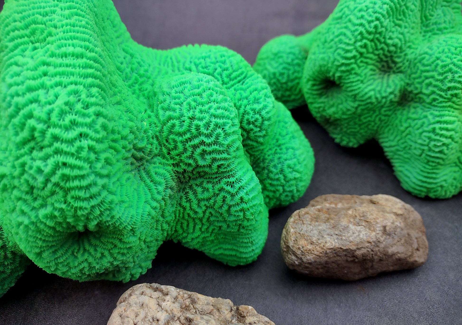 Bright Green FAUX Brain Coral - Lobophyllia Hemprichii - (1 FAUX Coral approx. 8.5x5x5.5 inches). Green almost squishy looking maze patterned coral known as brain coral. Copyright 2024 SeaShellSupply.com.