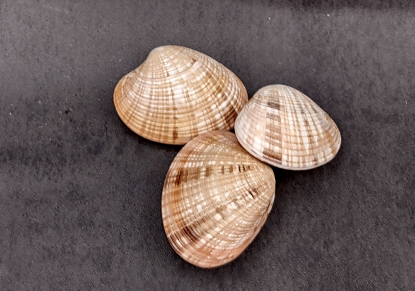 Reddish Venus Clam Seashell Pairs Callista Erycina (3 pairs approx. 2+ inches) Venus Clam pairs for coastal display & collections!