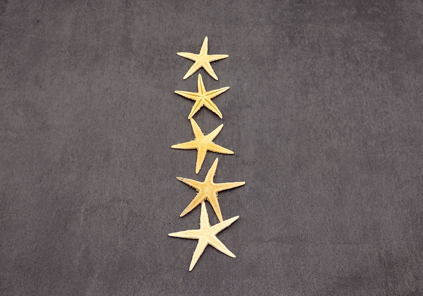 Philippine Spiny Starfish Marthasterias Glacialis (5 starfish approx. 2+ inches) Great for coastal crafting décor & collections!