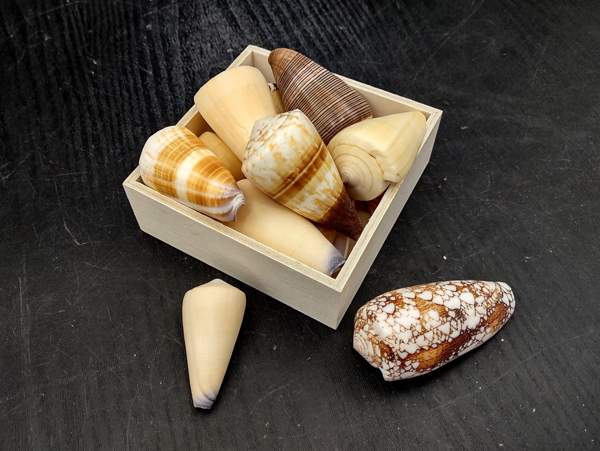 Cone Seashell Small Assorted Mix (8 shells approx. 1.5-2 inches). Brown and white close spiral shells in a grouping. Copyright 2022 SeaShellSupply.com.