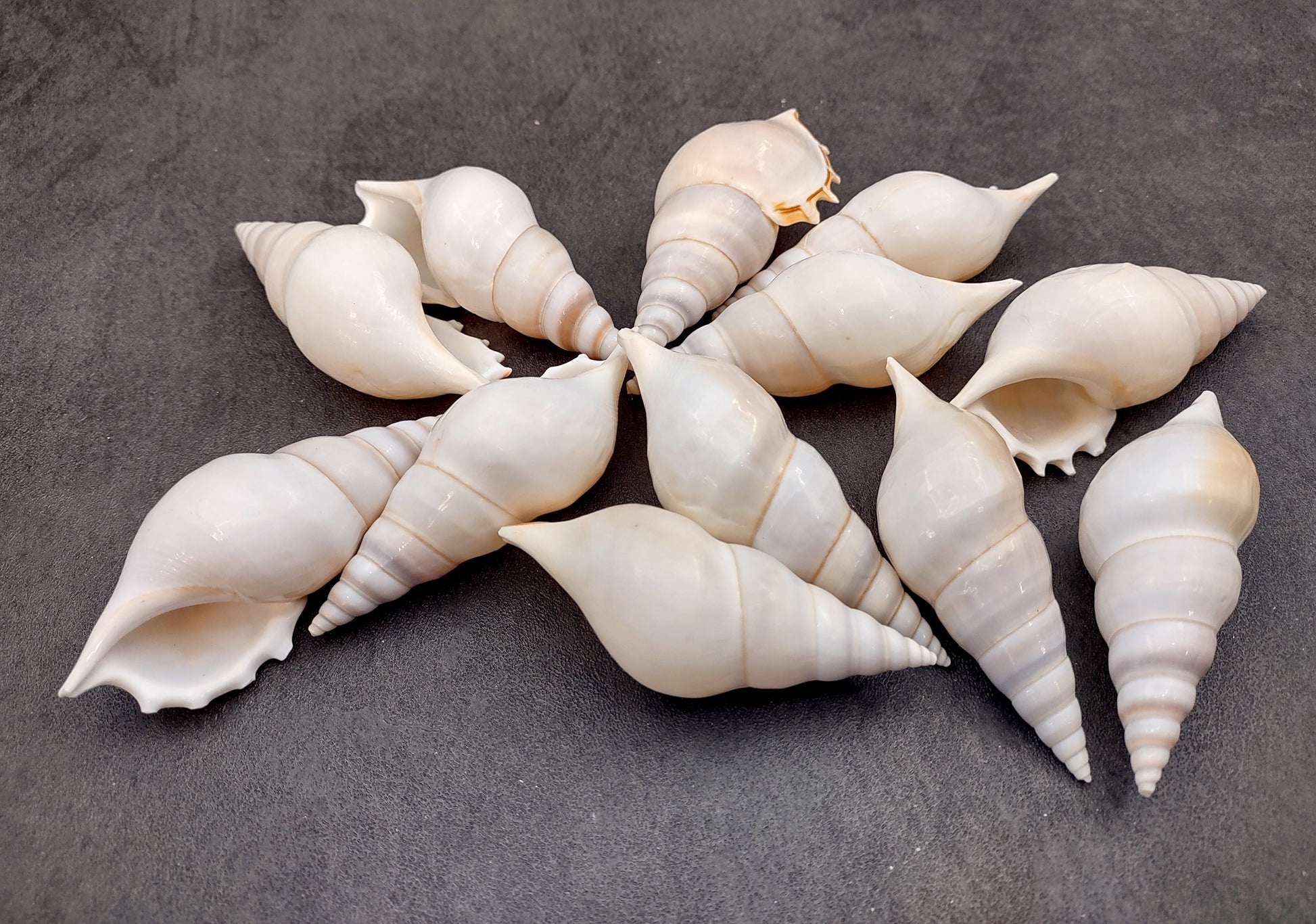 Delicate Tibia Shell - Tibia Delicatula - (3 shells approx. 3-4 inches). Three white and tan shaded spiral shells with a small opening at the end. Copyright 2022 SeaShellSupply.com.