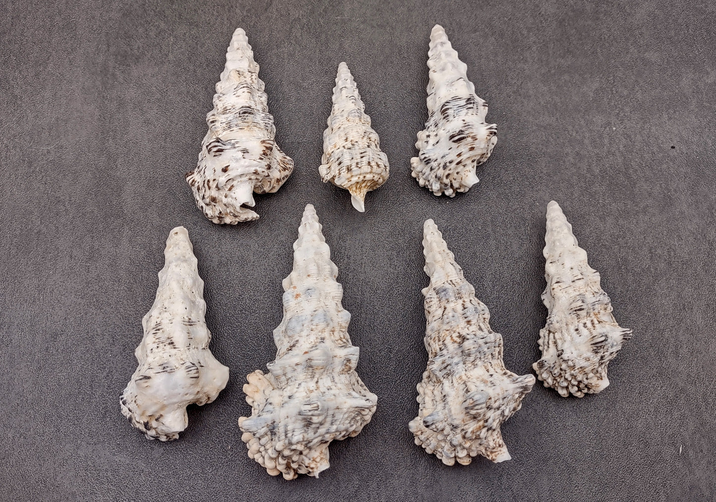 Knobby Cerithium Seashells (3 shells approx. 2+ inches) Adorable ocean sea shells for any coastal collection or display!