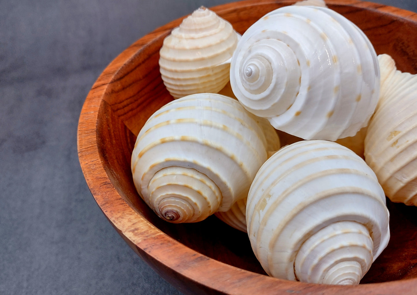 Costate Tun Seashells Tonna Allium (3 shells approx. 2+ inches) Great shells for coastal crafting décor & collections!