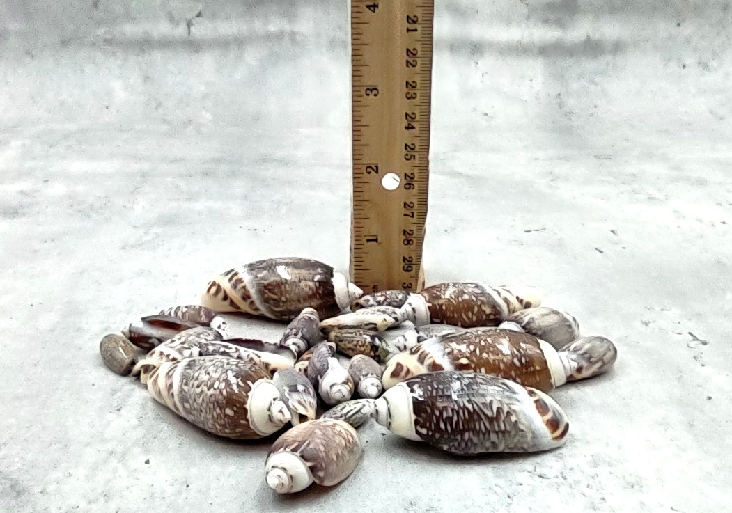 Dark Olive Seashell Assortment (approx. half cup 20+ shells 1-1.75+ inches) Great shells for coastal crafting and collections!