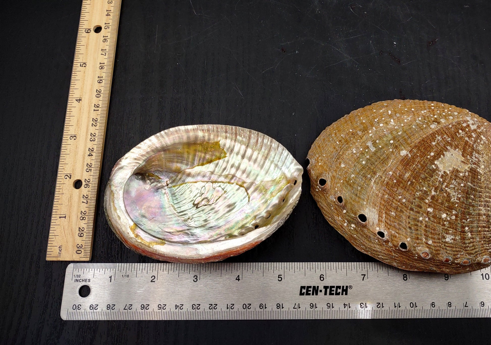 Green Abalone Seashell (4-6 Inch) - Haliotis Fulgens. Rainbow colored ombre shell. Copyright 2024 SeaShellSupply.com.