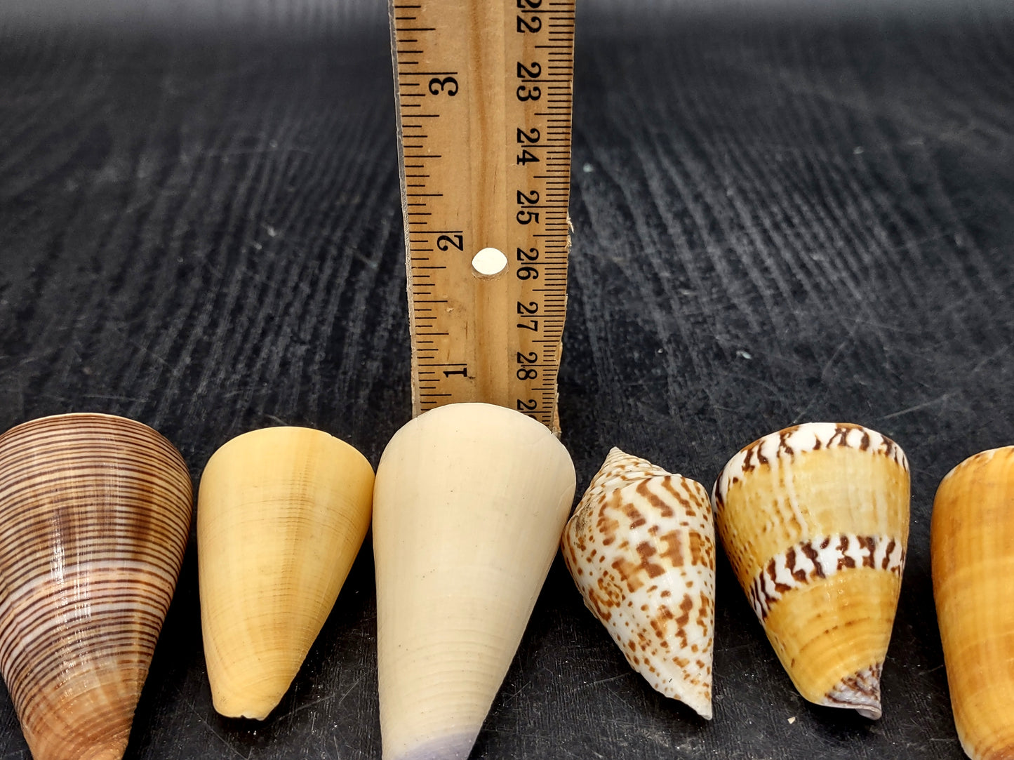 Cone Seashell Small Assorted Mix (8 shells approx. 1.5-2 inches). Brown and white close spiral shells in a grouping. Copyright 2022 SeaShellSupply.com.