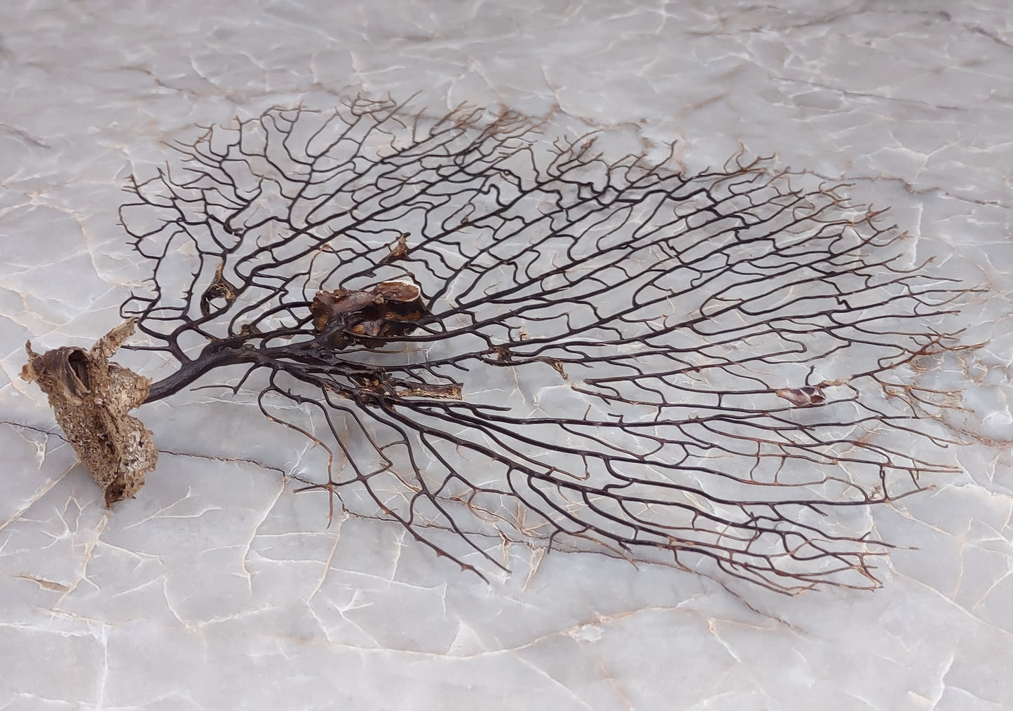 Black Sea Fan - Gorgonia Ventalina - (1 fan approx. 7-10 inches). One tree looking Sea Fan with many little branches. Copyright 2022 SeaShellSupply.com.