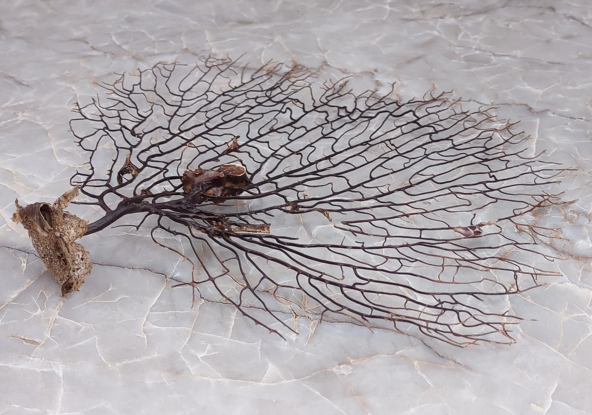Black Sea Fan - Gorgonia Ventalina - (1 fan approx. 7-10 inches). One tree looking Sea Fan with many little branches. Copyright 2022 SeaShellSupply.com.