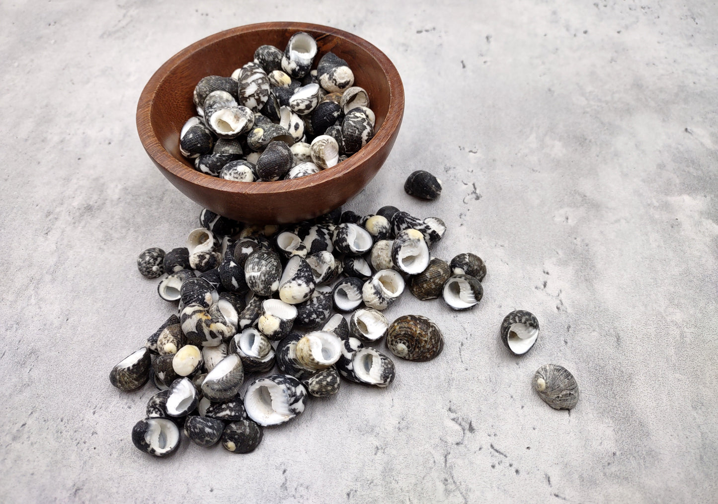 Black Moon Seashells Nerita Peloronta (approx. half cup 45+ shells 0.25+ inches) Special shells for any coastal themed arts and crafts!