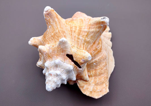 Photo of a single Queen Pink Conch Seashell Slit Back Strobus Gigas approx 7+ inches. Copyright 2024 SeashellSupply.com