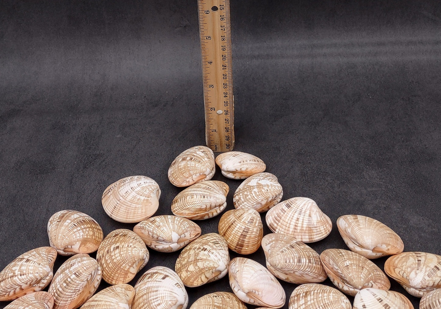 Reddish Venus Clam Seashell Pairs Callista Erycina (3 pairs approx. 2+ inches) Venus Clam pairs for coastal display & collections!