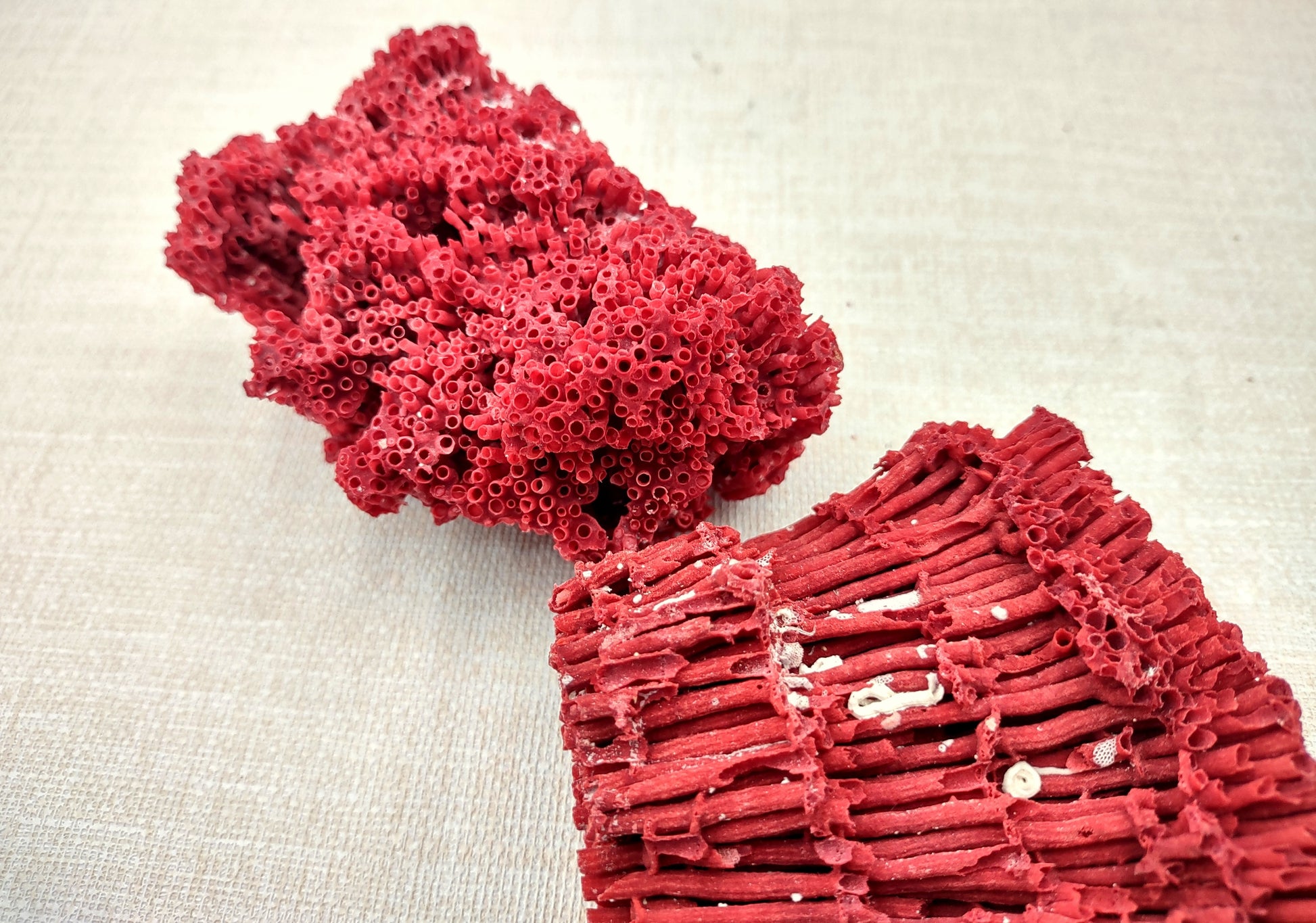 Red Pipe Organ Coral Tubipora Musica (1 coral approx. 3+ inches) Copyright 2024 SeashellSupply.com