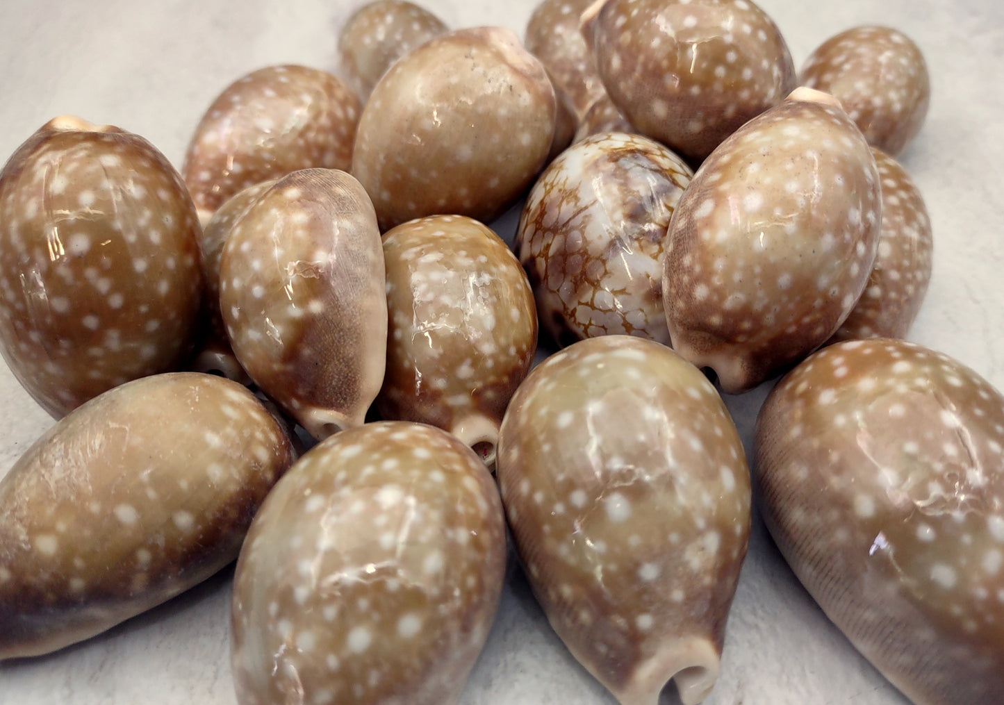 Calf Cowrie Seashells Cypraea Vitellus (5 shells approx. 2+ inches) Beautiful shells for any coastal crafting or décor!