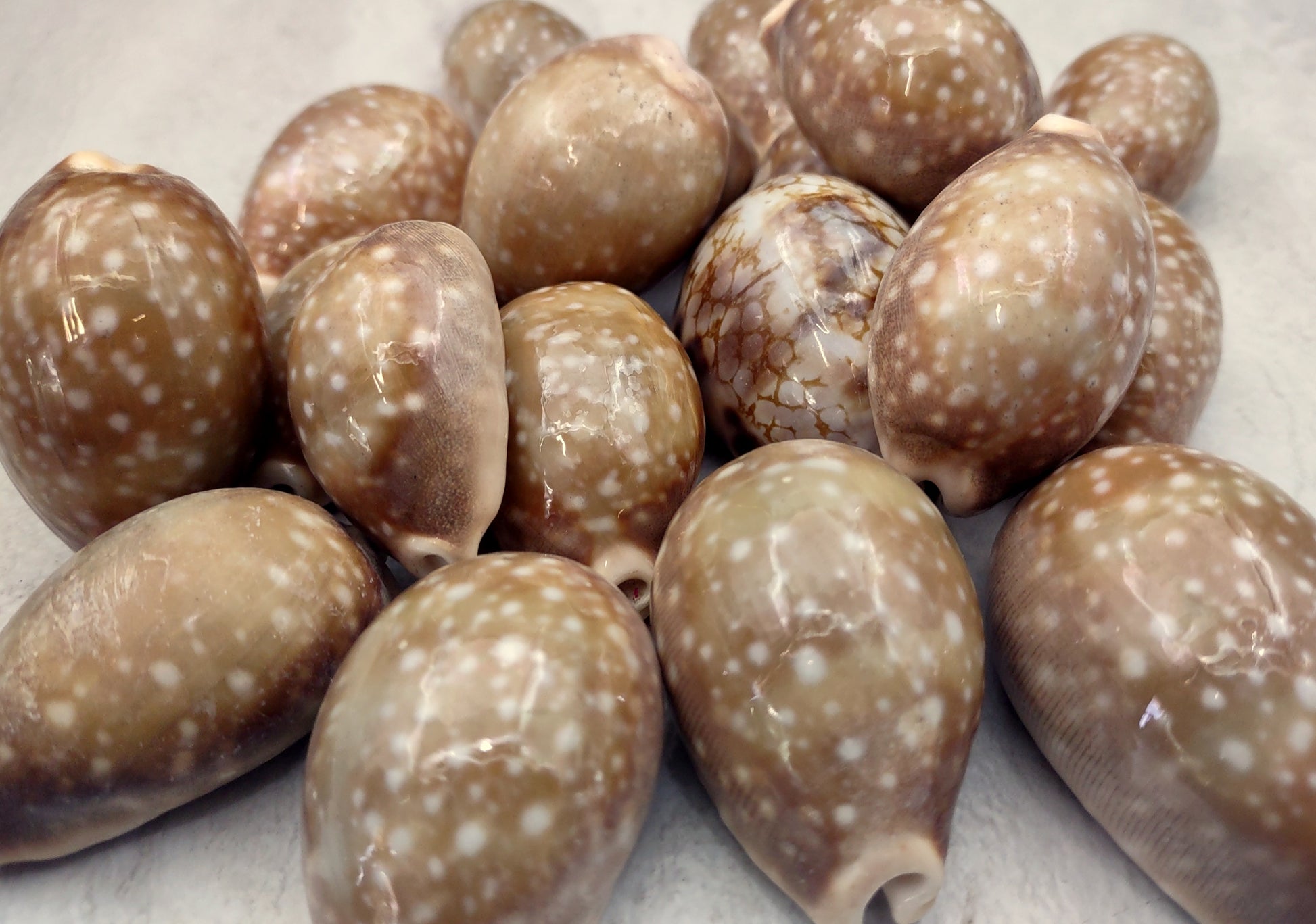 Calf Cowrie Shells - Cypraea Vitellus - (4 shells approx. 2 inches). multiple tan and white spotted shells with teal stripe in pile. Copyright 2022 SeaShellSupply.com.