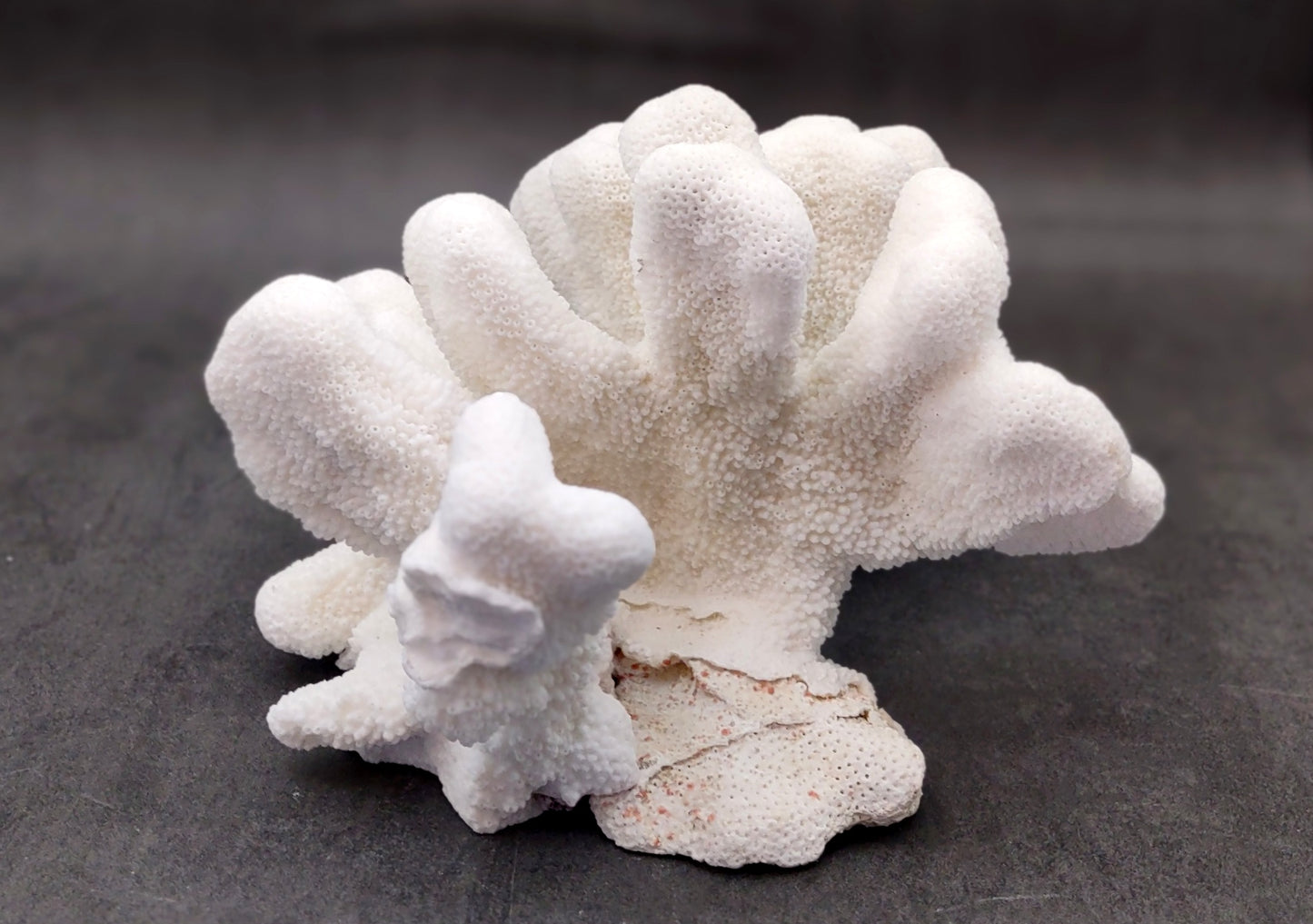 White Catspaw Coral Cluster Pocillopora Palifera (1 coral approx. 11L x 6.75H x 10D inches) Excellent for art projects & collecting!