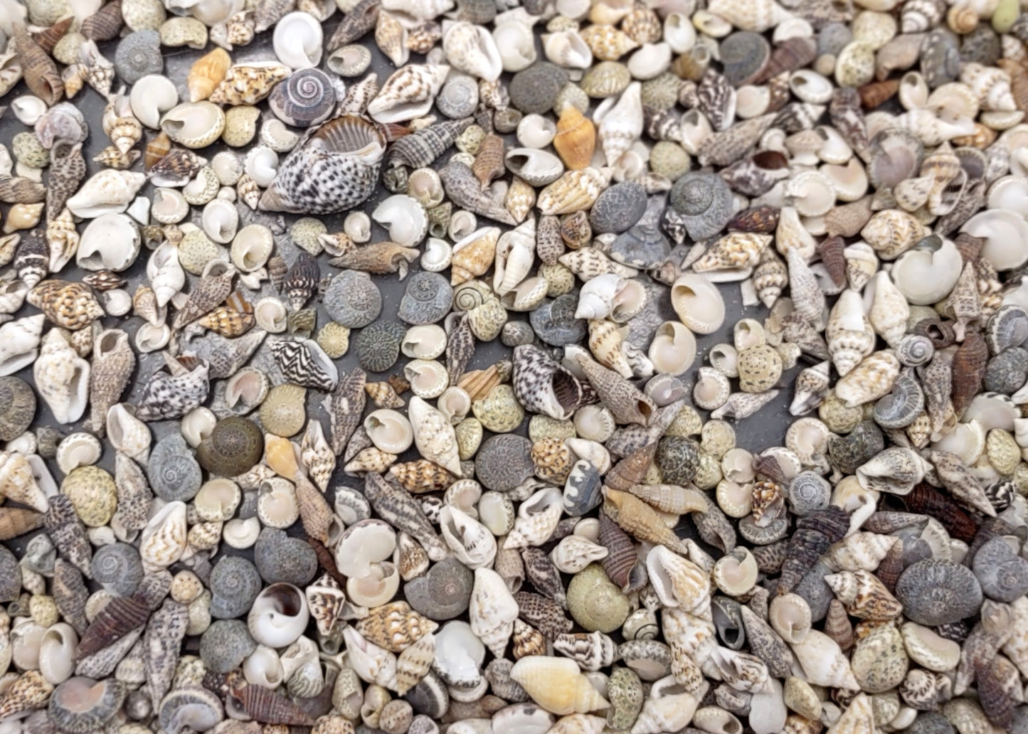 Extra Tiny Seashell Assorted Ocean Mix (approx. 1 kilogram shells 0.25+ inches) Very Small Shell Assortment for ocean art crafts & decor!
