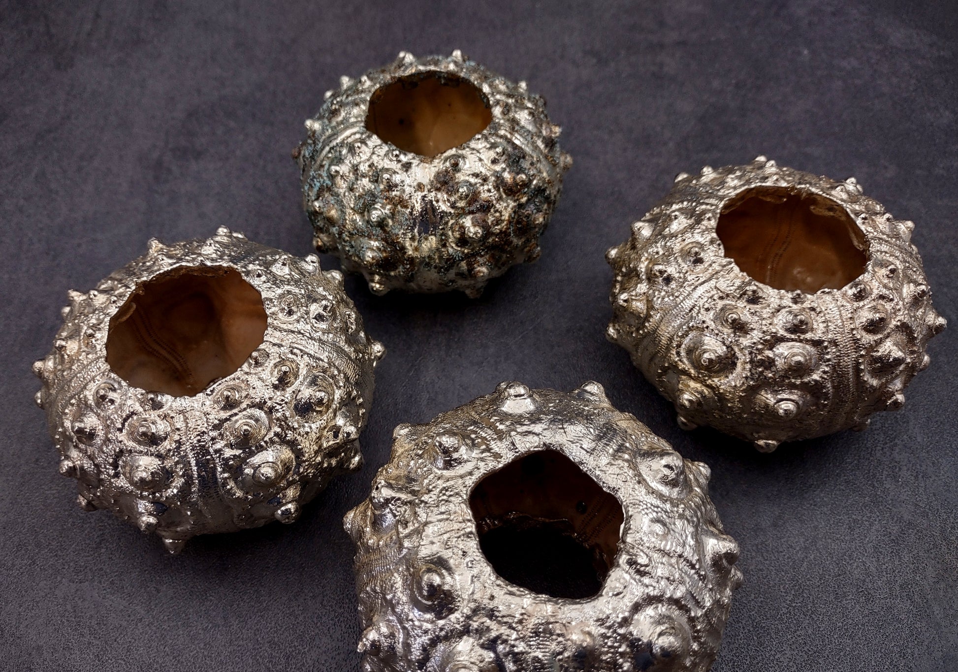 Silver-Plated Sputnik Urchin - Phyllacanthus imperialis - (1 Urchin approx. 2.5-3 inches) One silver plated urchin shell. Copyright 2024 SeaShellSupply.com