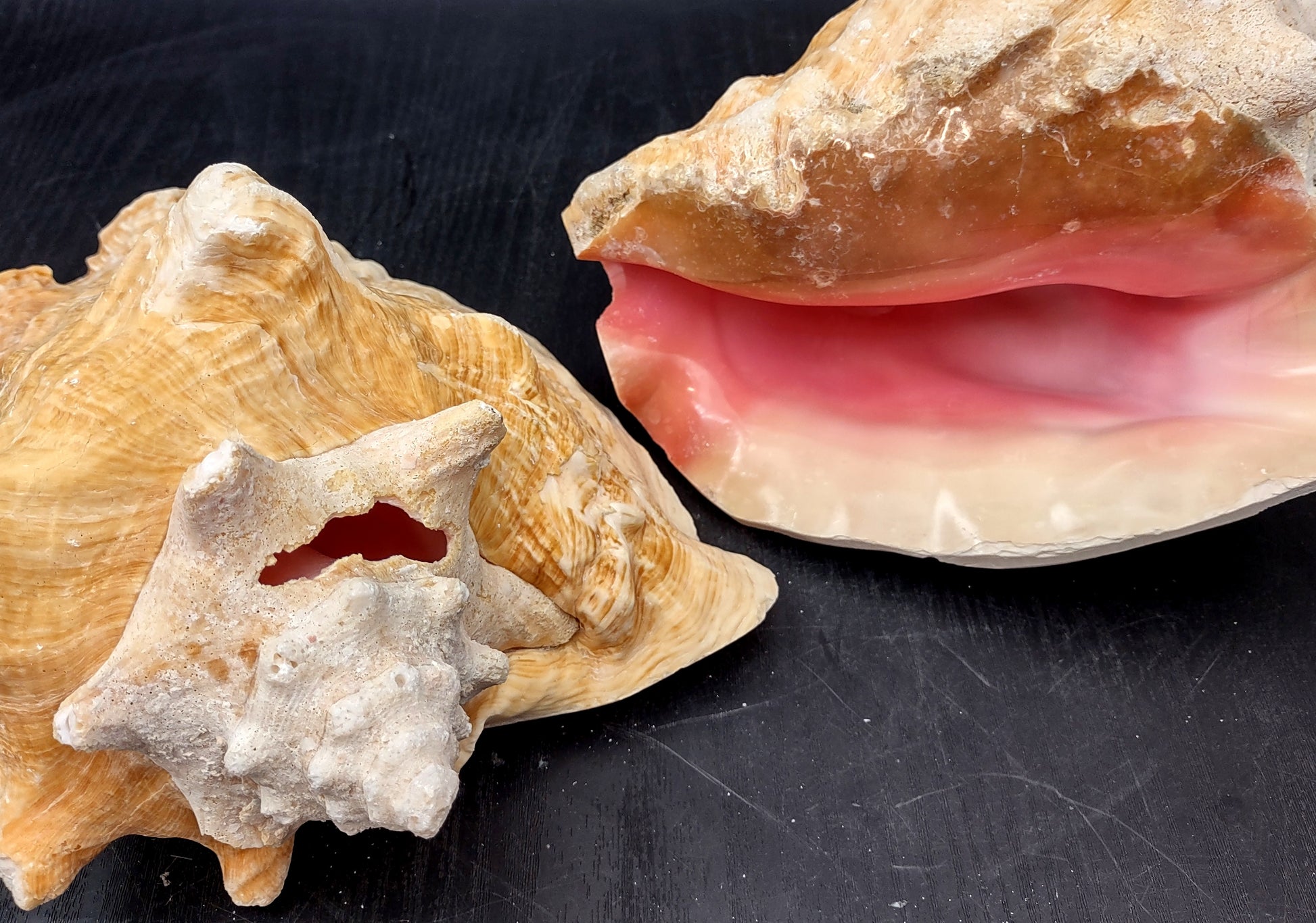 Queen/Pink Conch - Slit Back - Strobus Gigas - (1 shell approx. 8 inches). One pink and white shell. Copyright 2024 SeaShellSupply.com.
