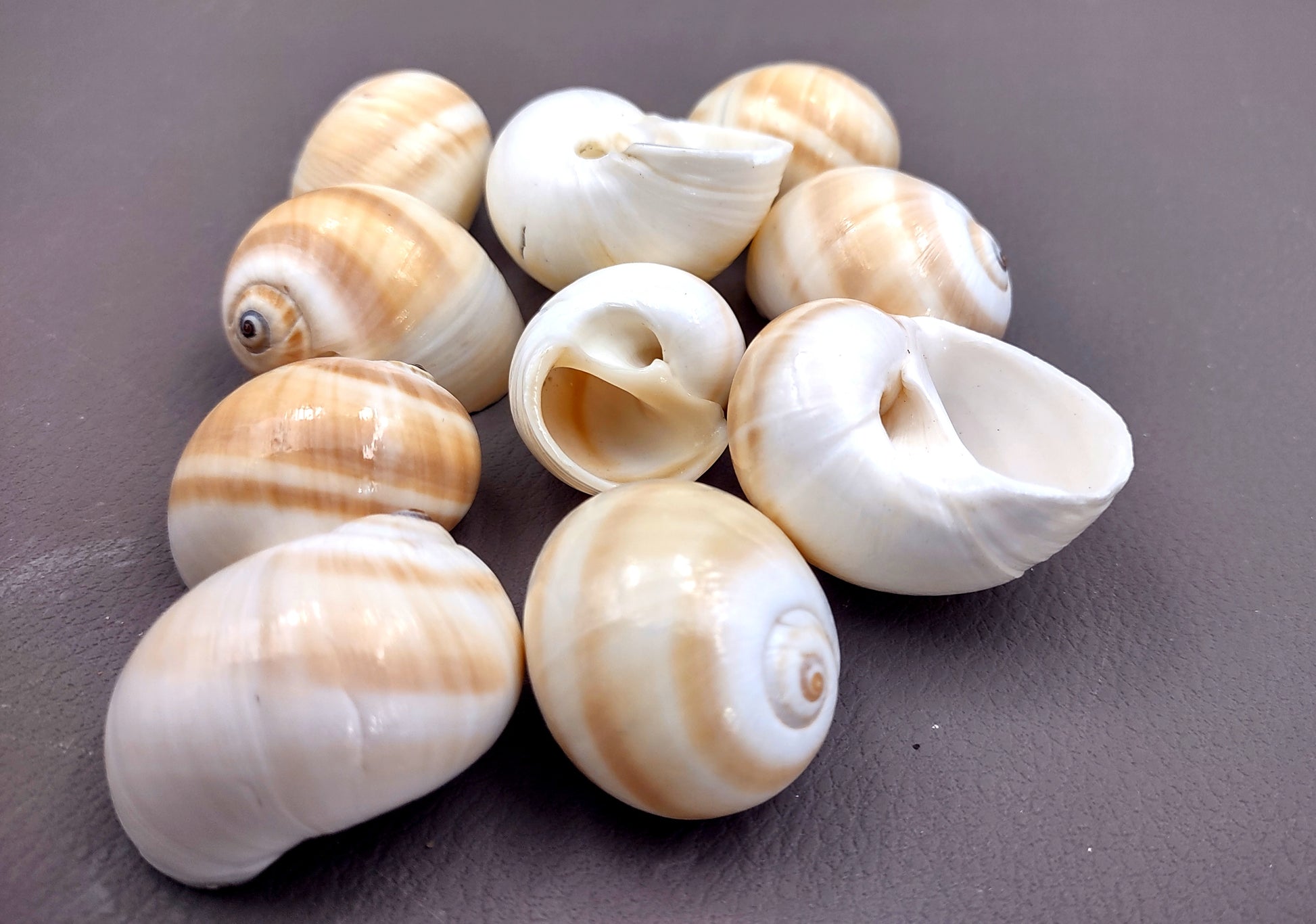 Shark Eye Moon Seashells (10 pcs.) - Polinices Duplicatus. White shells with tan stripes following the spiral. Copyright 2024 SeaShellSupply.com.
