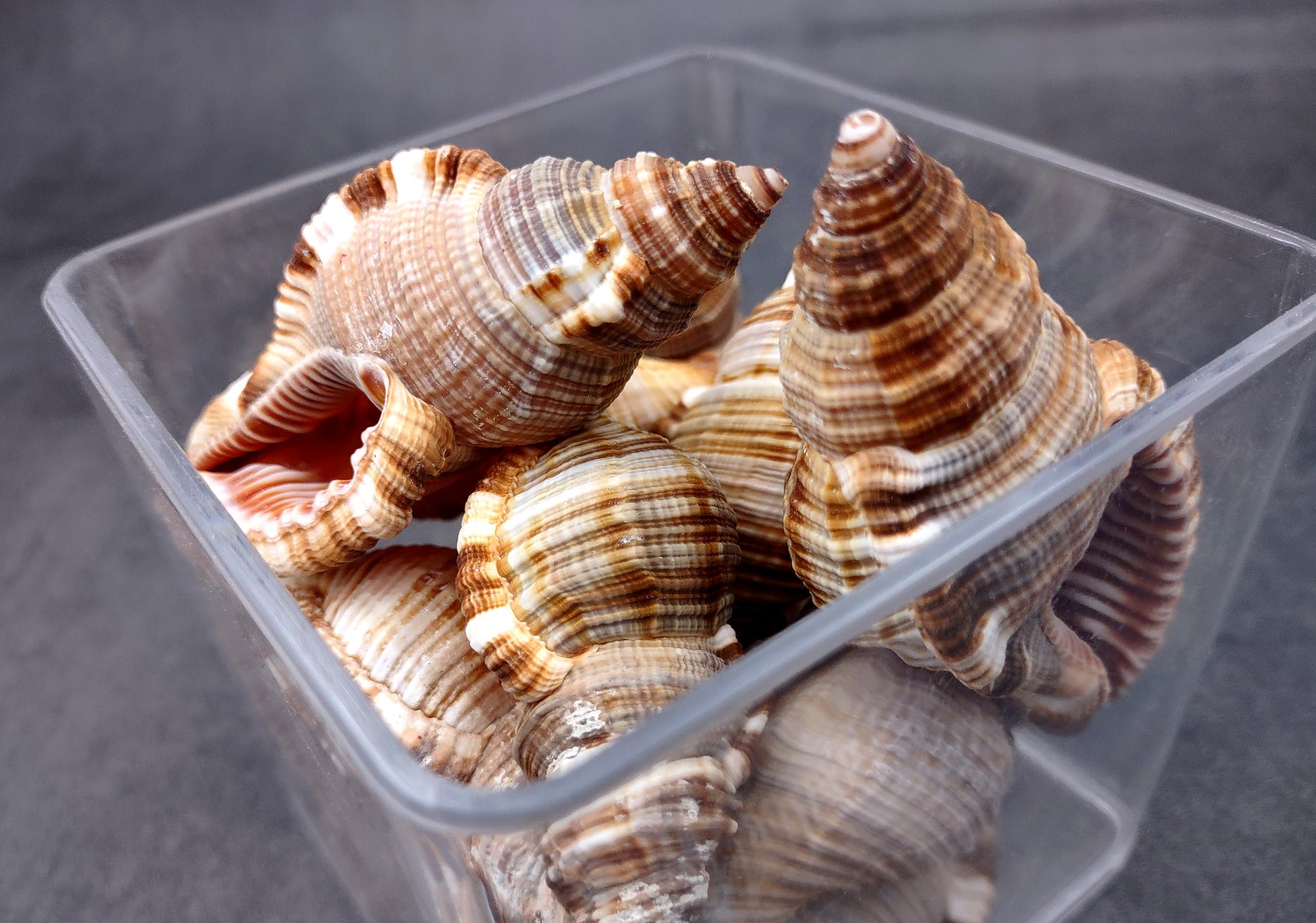 Hairy Triton Seashells - Cymatium Pileare Linnaeus - (4 shells approx. 2-4 inches). Brown, tan, white, and light grey shaded shells. Copyright 2024 SeaShellSupply.com.