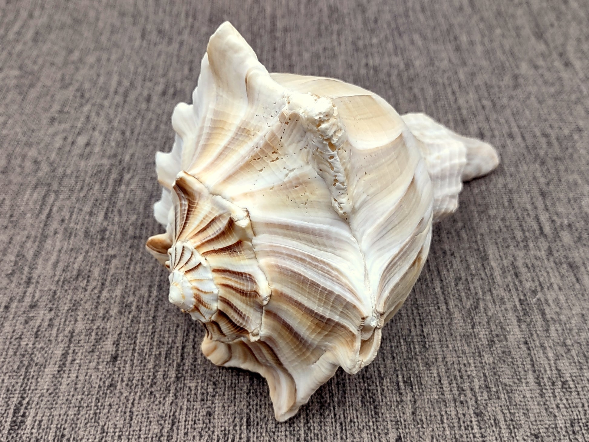 Left Handed Lightning Whelk Seashell Busycon Contrarium (1 shell approx. 7+ inches) Perfect shells for coastal crafting decor & collections! Light tan spiral shell with smaller spikes. Copy right 2024 SeaShellMart.com