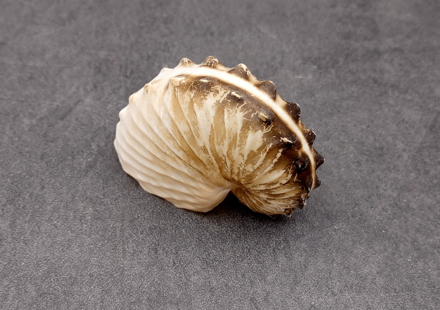 Brown Paper Nautilus Seashell Rare Argonauta Hians (1 shell approx. 2.25+ inches) Swell shells for coastal crafting decor & collections!
