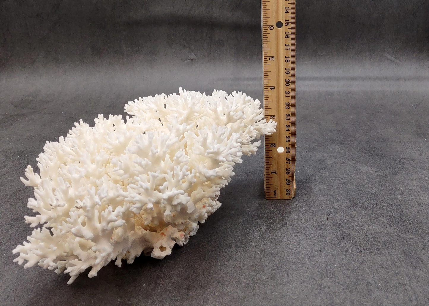 White Lace Coral Large Cluster Pocillopora Damicornis (1 coral approx. 9.5L x 4H X 7.5D inches) White Coral Centerpiece for coastal display!