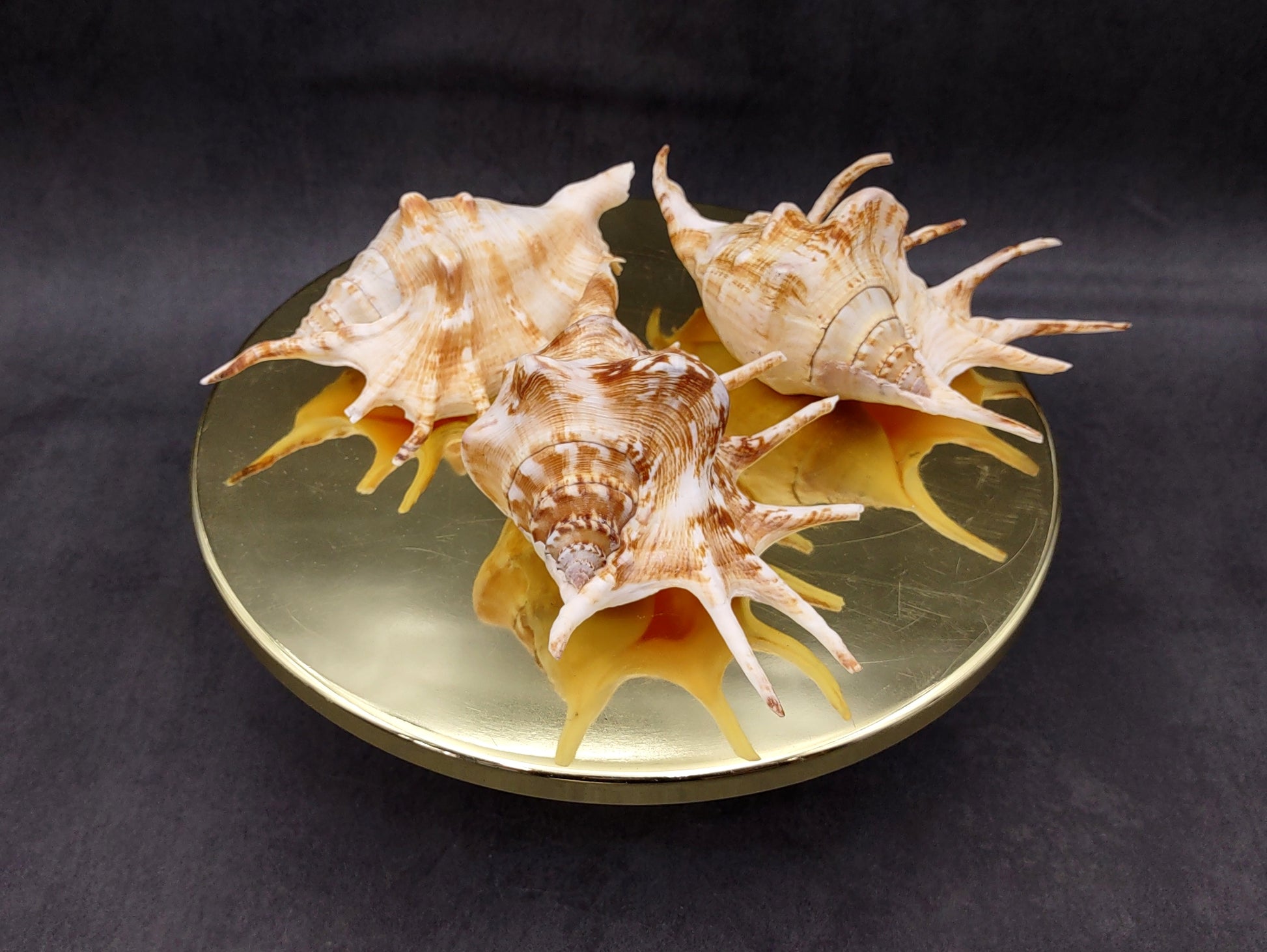 Spider Conch Seashell Lambis Lambis (1 shell approx. 5+ inches) Conch shell great for coastal crafting displays and collections! Spiked brown and white glazed shell. Copyright 2024 SeaShellMart.com