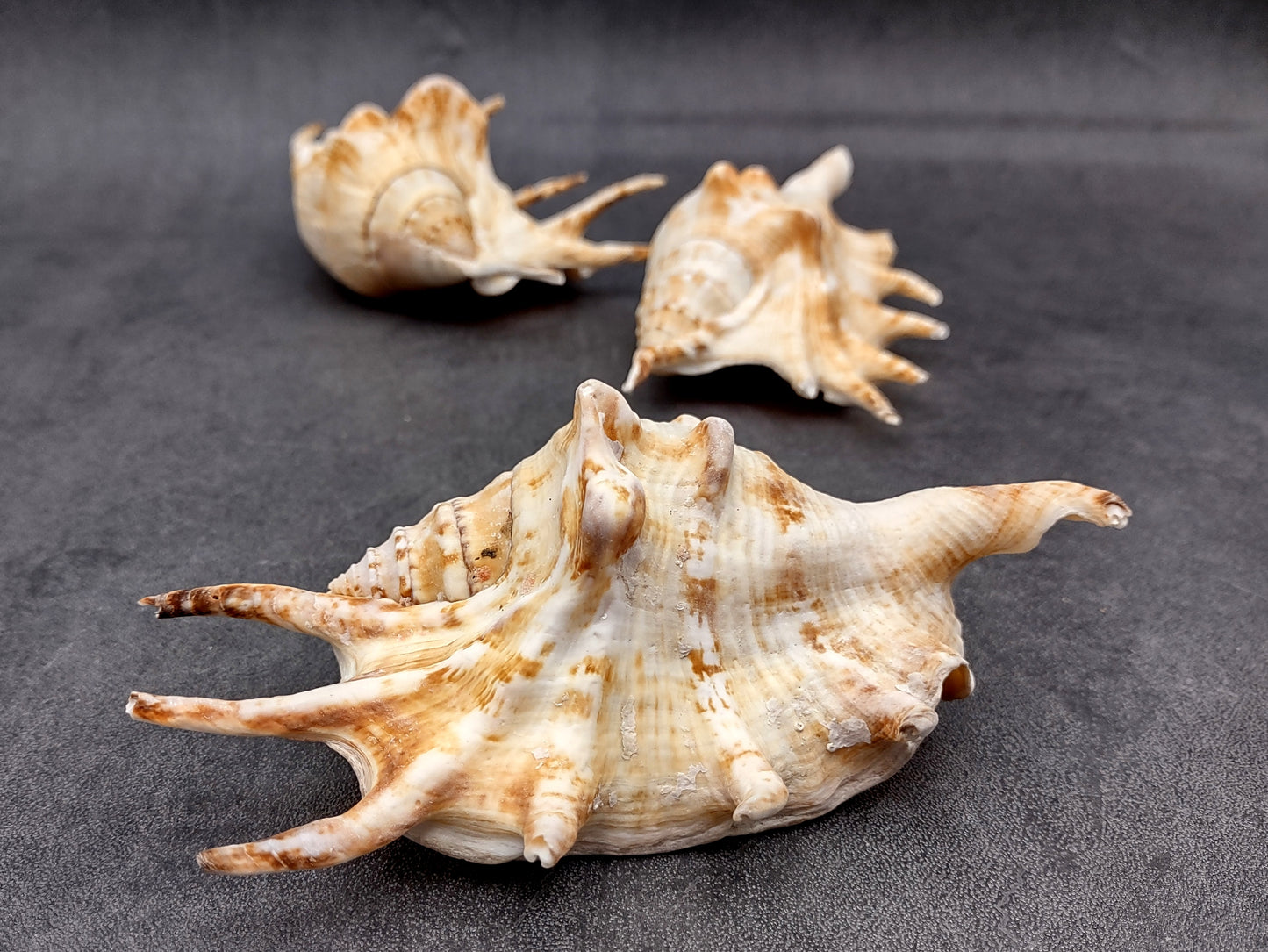 Spider Conch Seashell Lambis Lambis (1 shell approx. 5+ inches) Conch shell great for coastal crafting displays and collections! Spiked brown and white glazed shell. Copyright 2024 SeaShellMart.com