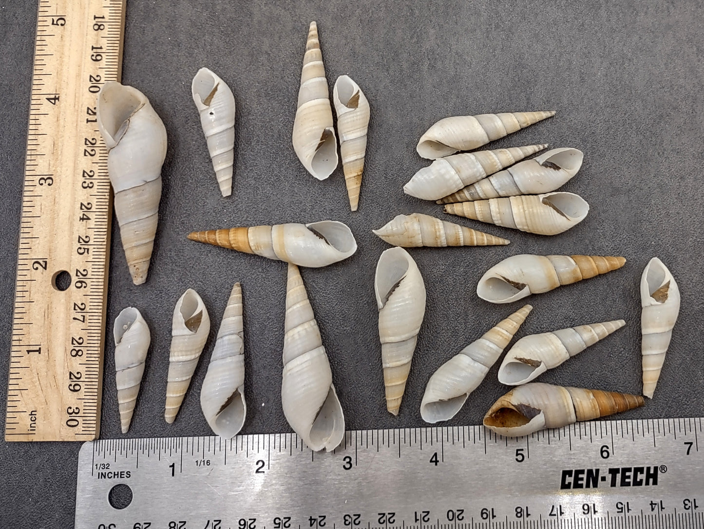 White Bullia Seashells Bullia Annulate (20 shells approx. 1.5+ inches) Adorable shell for any coastal collection crafting & display!