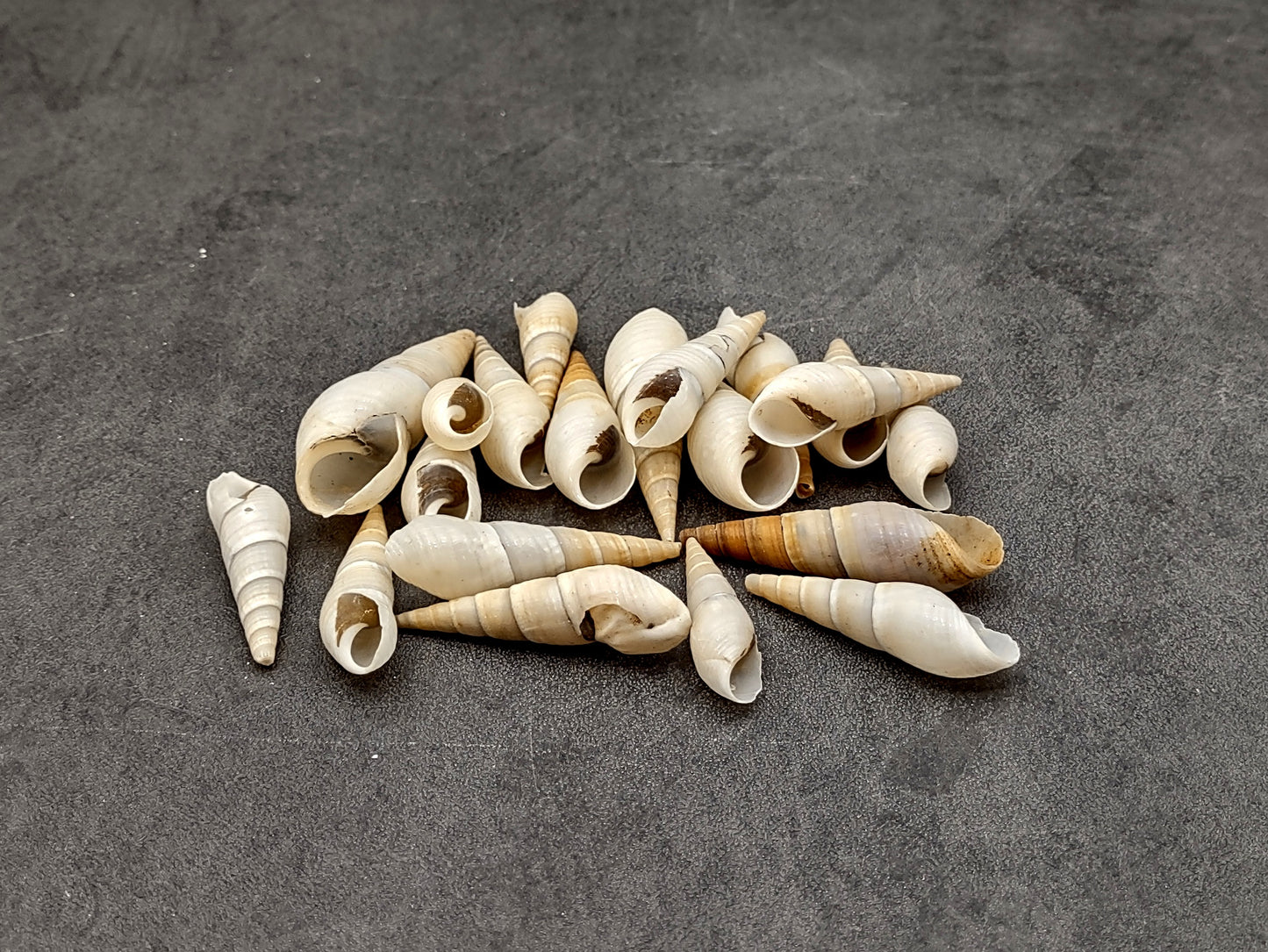 White Bullia Seashells Bullia Annulate (20 shells approx. 1.5+ inches) Adorable shell for any coastal collection crafting & display!