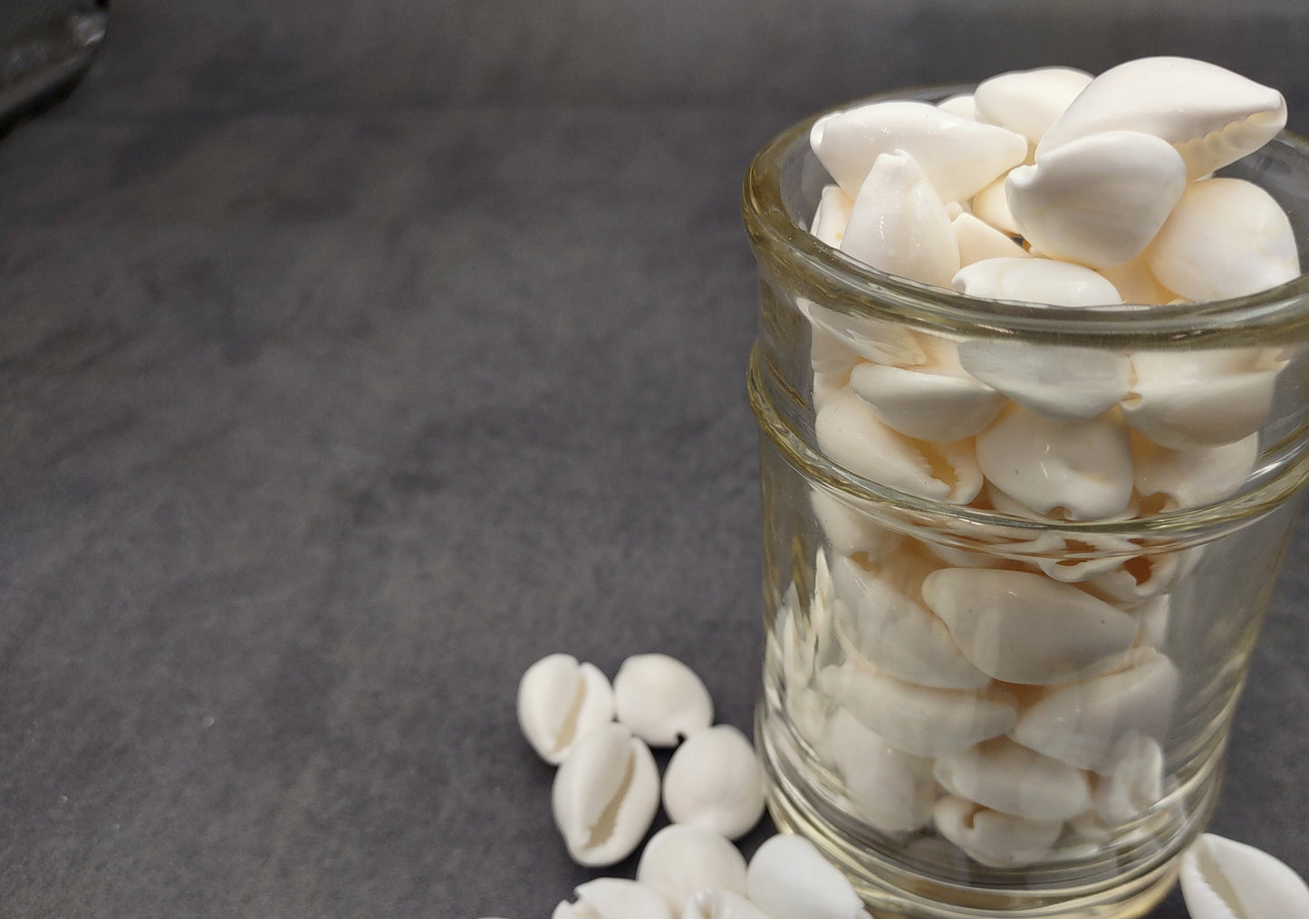 White Cowrie Seashells Bulk Cypraea Annulus (Approx. half cup 40+ shells 0.5+ inches) White Top cowry shells for coastal crafts & jewelry!