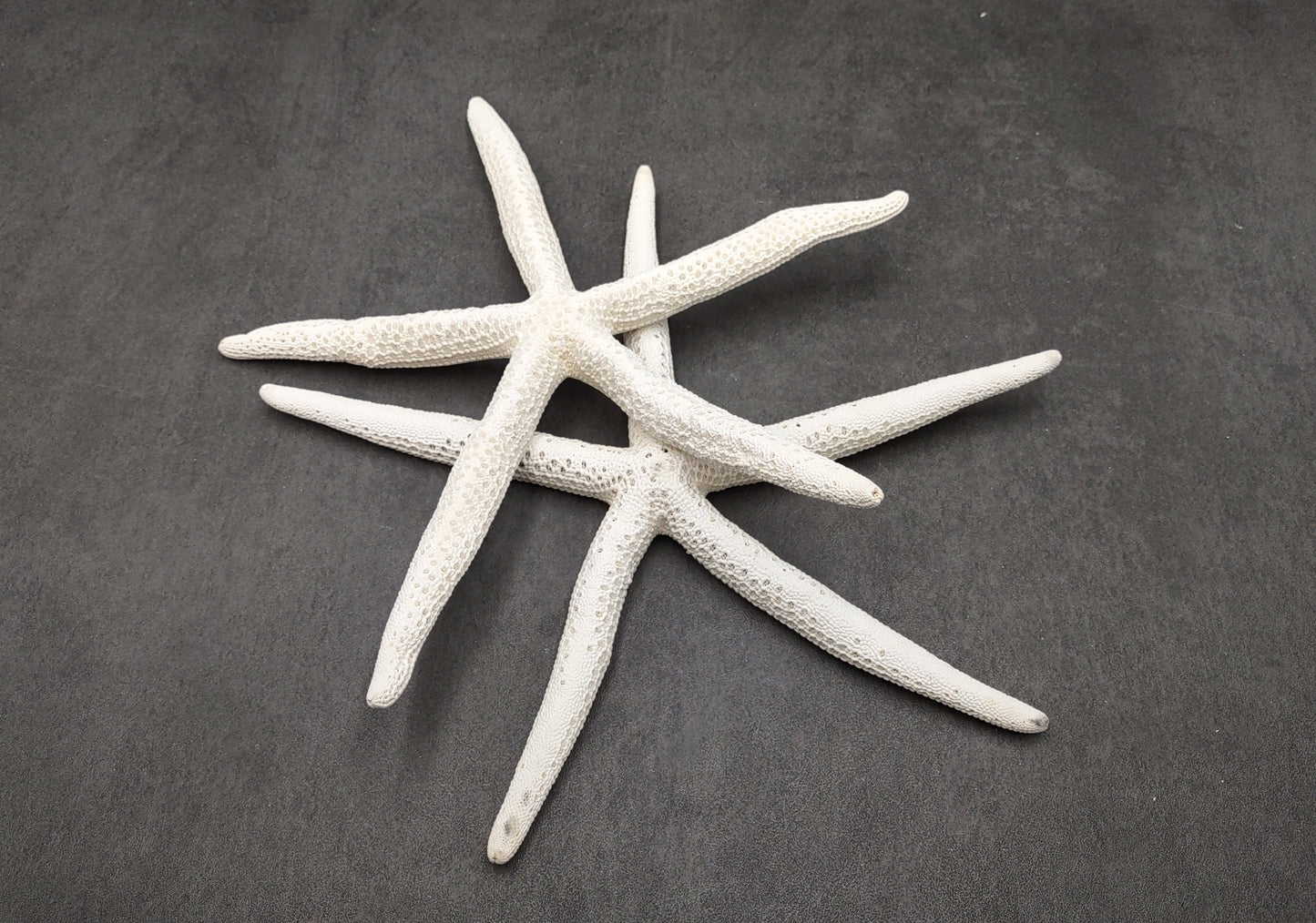 Finger Starfish White Linckia Laevigata (2 stars approx. 10-11+ inches) Unique shells for coastal crafting décor & collections!