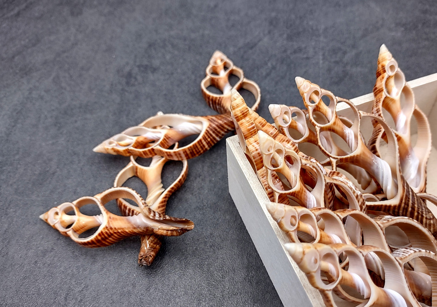 Center Cut Fox Shells (5 shells approx. 2+ inches) Natural seashells great for coastal crafting display and collecting!