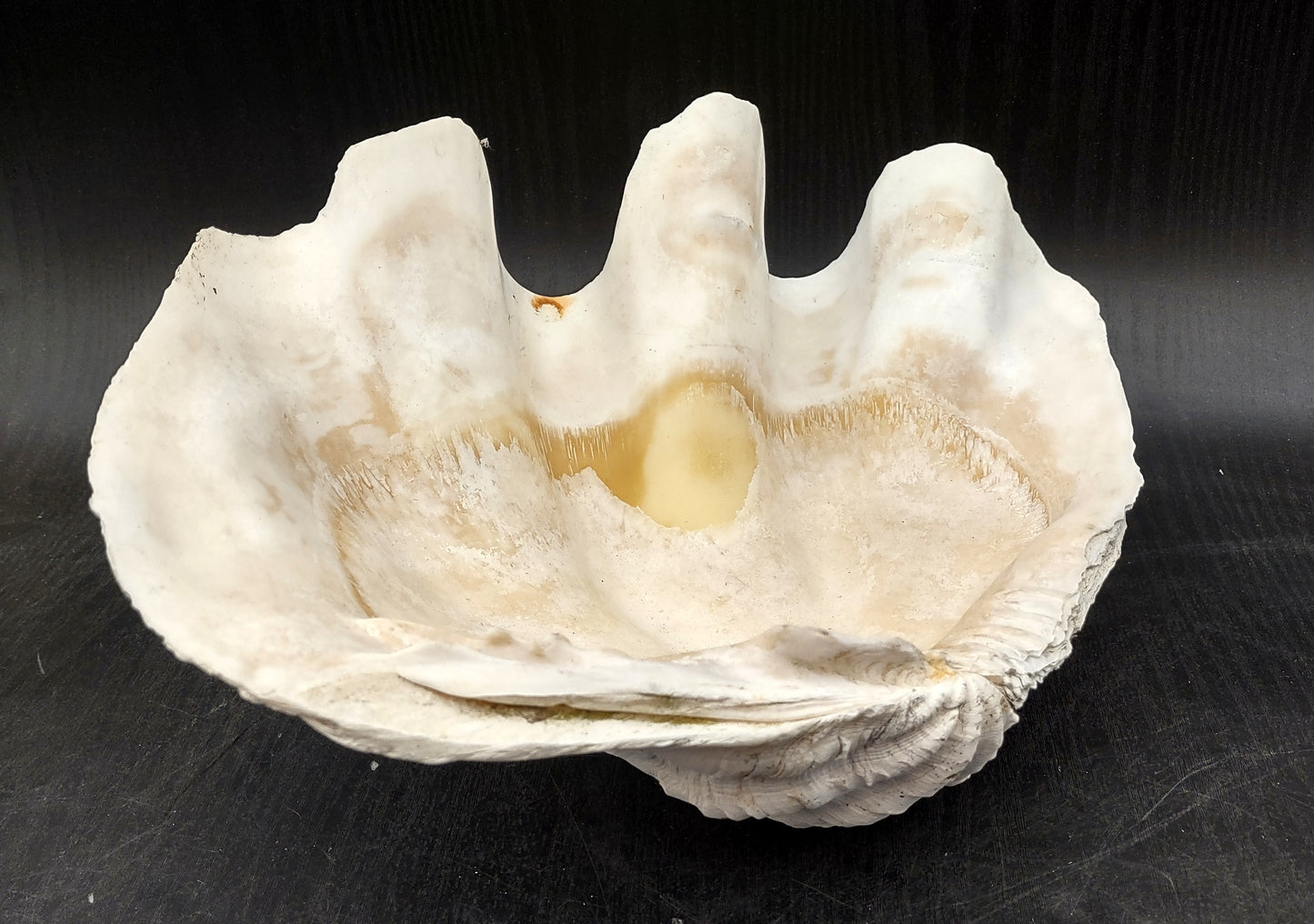 Giant clam shell individual specimen. Copyright 2024 SeashellSupply.com