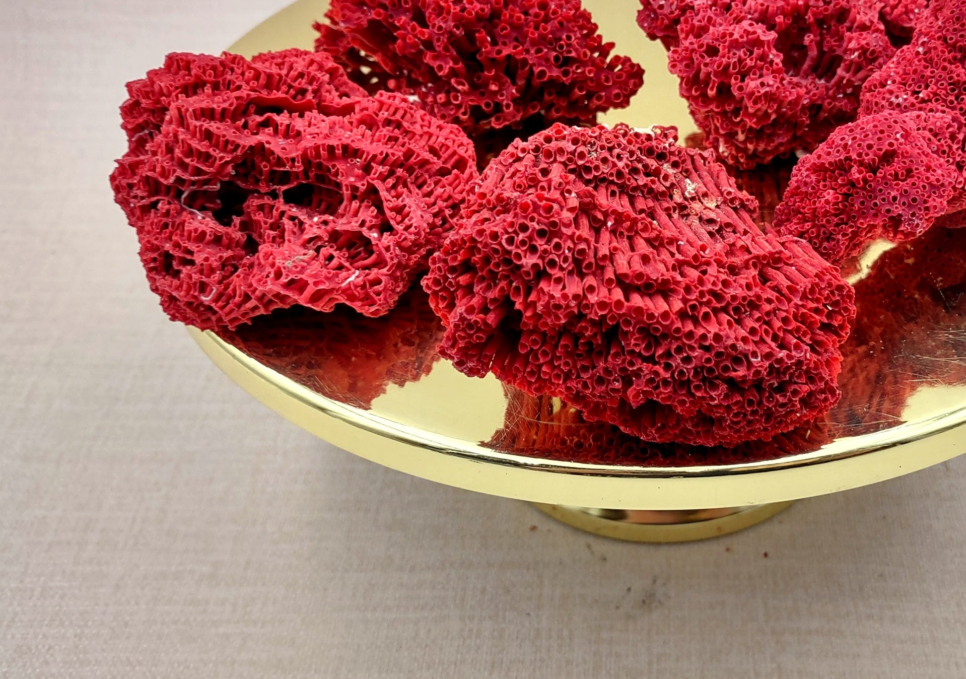 Red Pipe Organ Coral Tubipora Musica (1 coral approx. 3+ inches) Copyright 2024 SeashellSupply.com