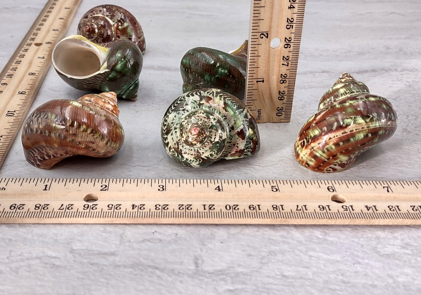 Tapestry Turbo Seashells Green Speckled Turbo Petholatus (2 shells approx. 2+ inches) Green Turbo Shells for hermit crab homes art & crafts!