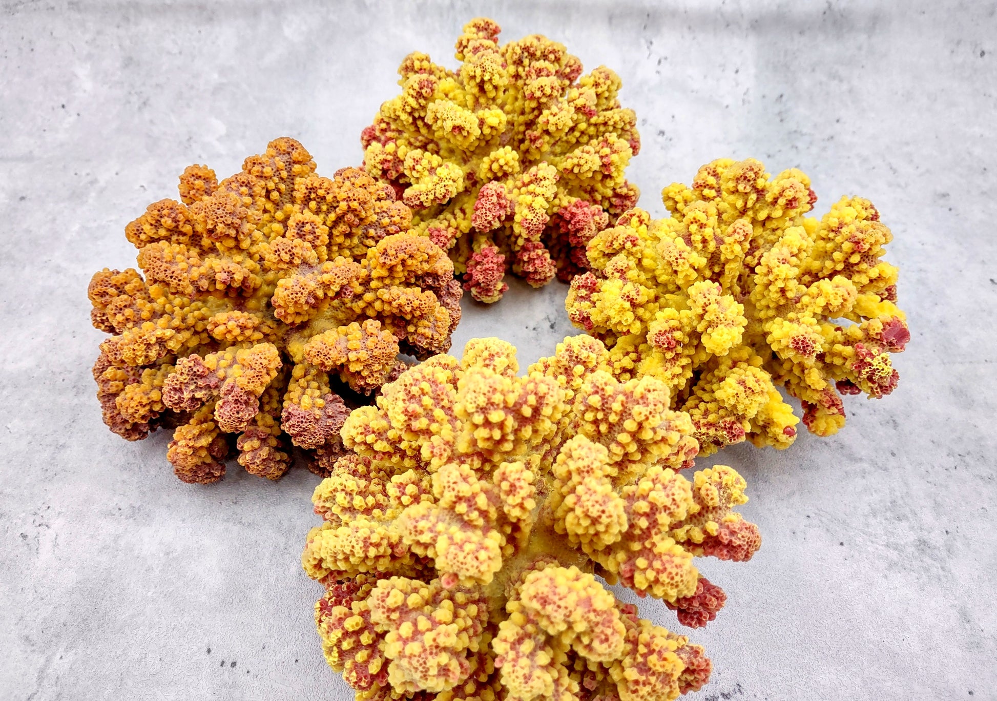 Yellow Rose FAUX Cluster Coral - Pocillopora Elegans - 1 faux coral approx. 5Wx3Dx4T with some dark pink arms on light background Copyright 2022 SeaShellSupply.com.