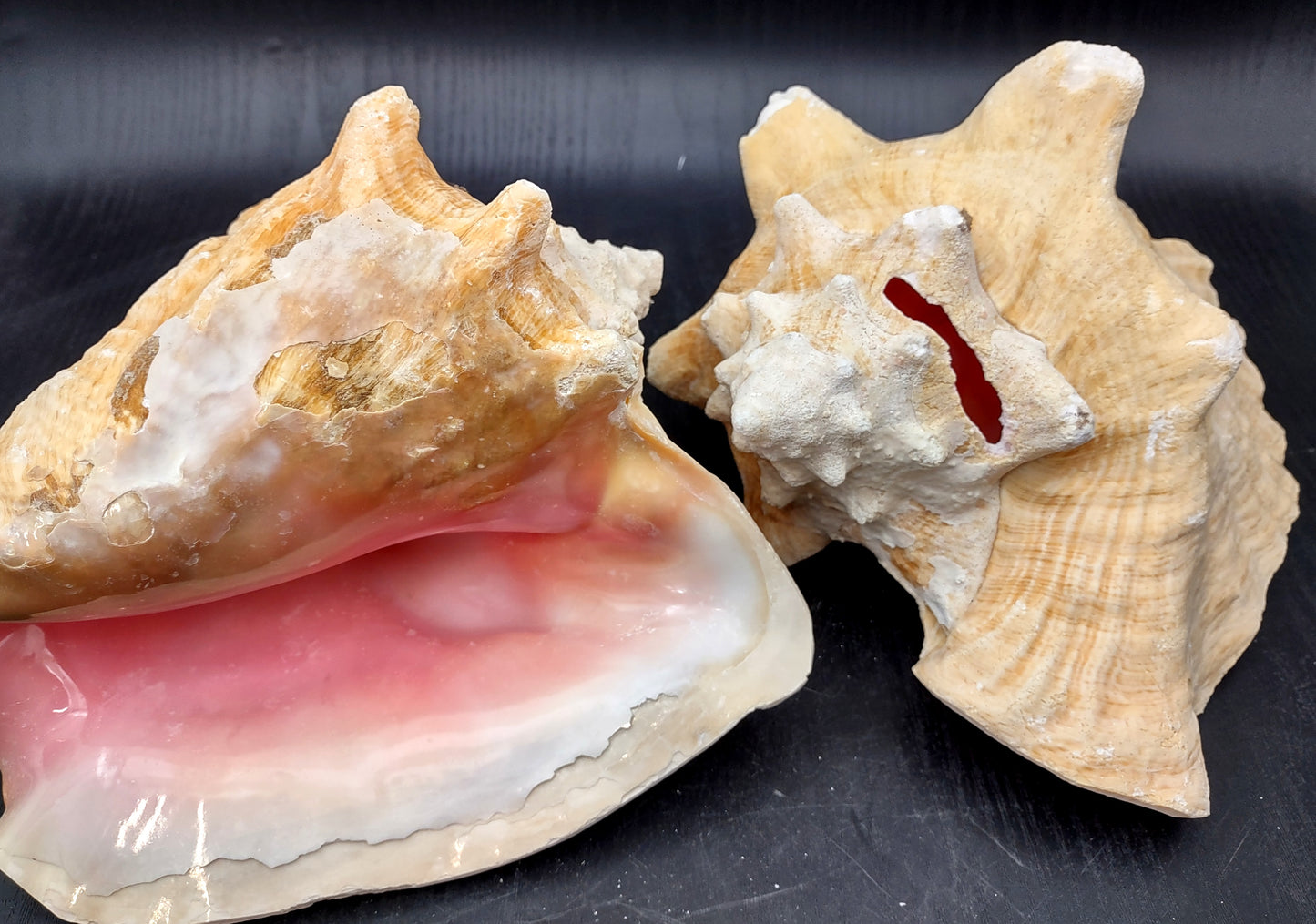 Queen/Pink Conch - Slit Back - Strobus Gigas - (1 shell approx. 8 inches). One pink and white shell. Copyright 2024 SeaShellSupply.com.