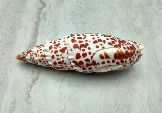 Papal Miter Seashell Polished Mitra Papilis (1 shell approx. 3+ inches) Unique shells for coastal crafting and collections!